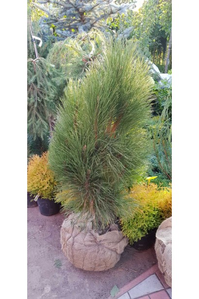 Сосна чорна / австрійська Фастiгiата - ком20кг/вис.50-70см/Ø25-30см